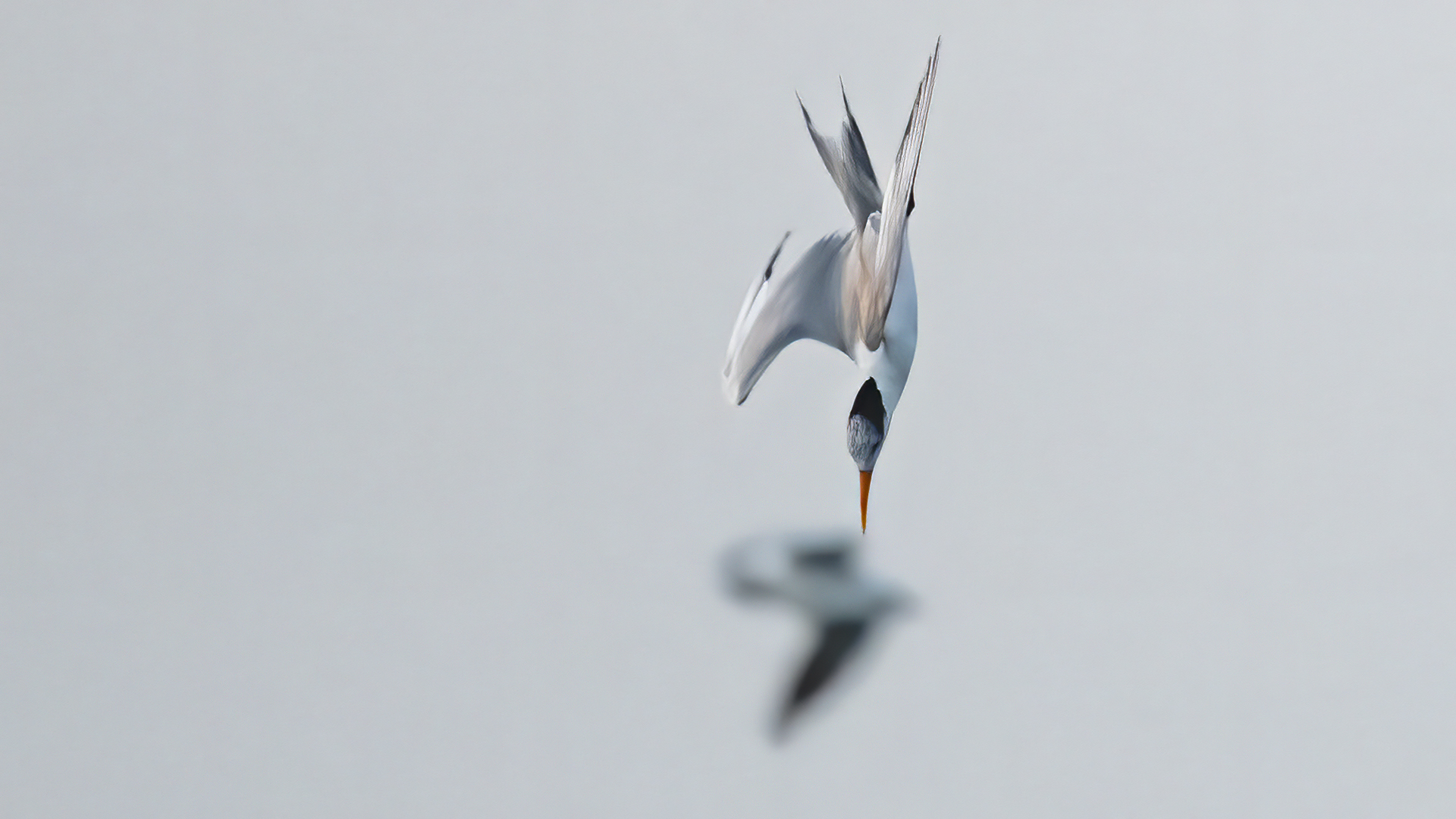 Lesser Crested Tern